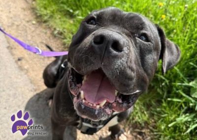 Billy the staffie cross available for adoption at Pawprints Dog Rescue in the Midlands