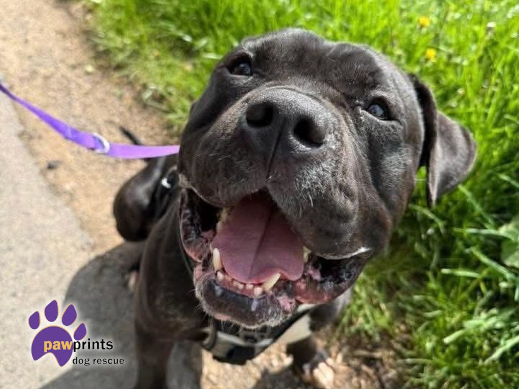 Billy the staffie cross available for adoption at Pawprints Dog Rescue in the Midlands 