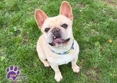 Dougie the frenchie available for adoption at Pawprints Dog Rescue