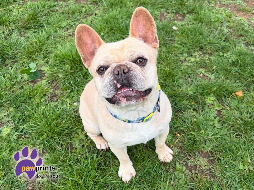 Dougie the frenchie available for adoption at Pawprints Dog Rescue