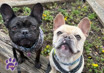 Dougie the frenchie available for adoption at Pawprints Dog Rescue