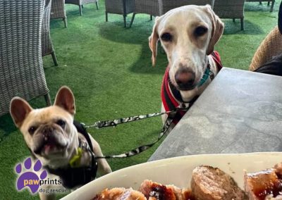 Dougie the frenchie available for adoption at Pawprints Dog Rescue