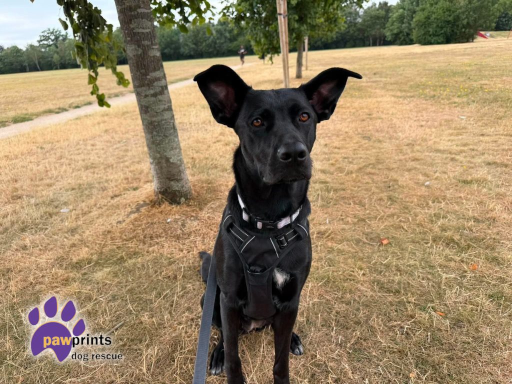 Kayde gsd cross available for adoption at Pawprints In the Midlands.