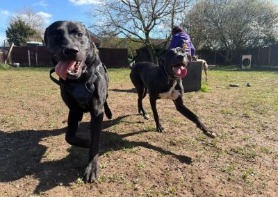 Max Labrador cross with Valerie the brindle lurcher