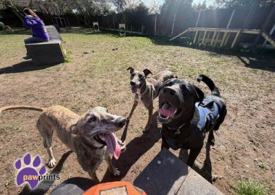 Max Labrador cross With Valerie the brindle lurcher