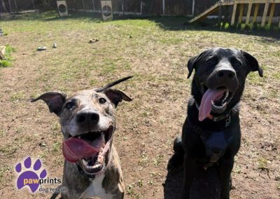 Max Labrador cross With Valerie the brindle lurcher