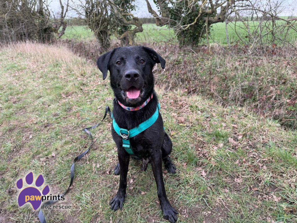 Max Labrador cross
