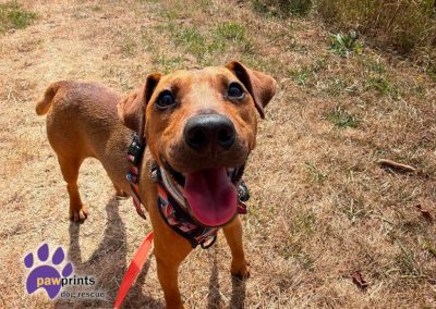 Nico the patterdale available for adoption at Pawprints Dog Rescue in the Midlands