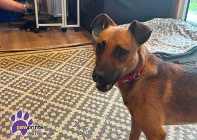 Saka patterdale cross terrier looking for his forever home