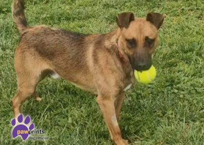 Saka patterdale cross terrier looking for his forever home - based in Warwickshire