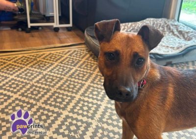 Saka patterdale cross terrier looking for his forever home - based in Warwickshire