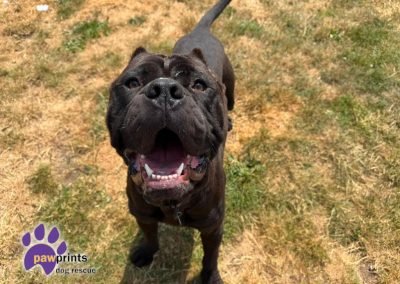 Bellingham black cane corso available for adoption at Pawprints Dog Rescue in the Midlands