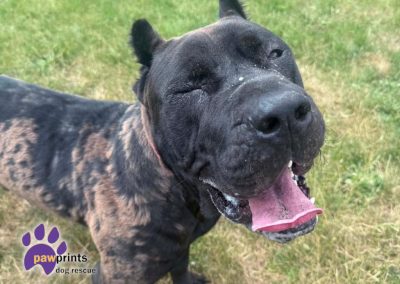 Haaland black brown cane corso available for adoption at Pawprints in the Midlands
