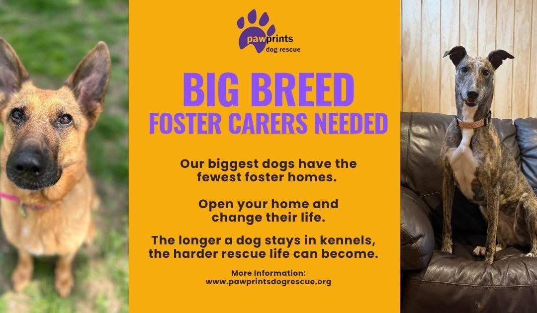 Foster Friday