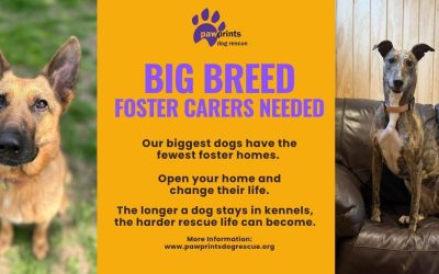 Foster Friday