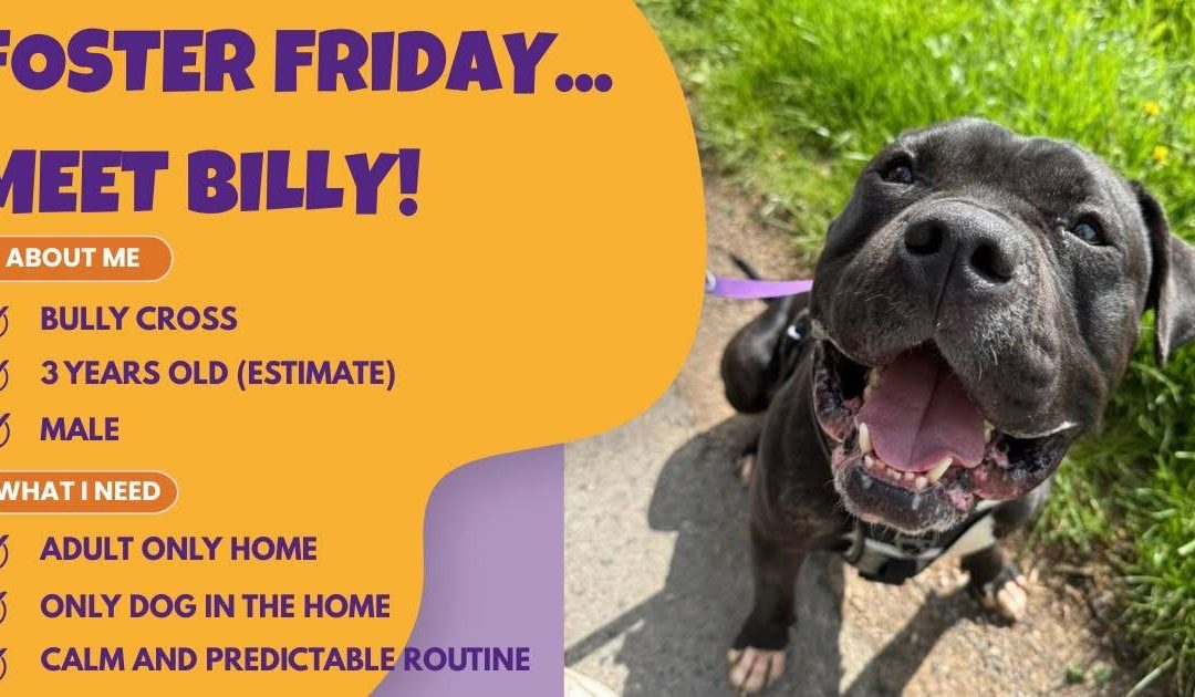 Foster Friday ! (Sorry we are late!)
