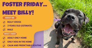 Foster Friday Billy the staffie cross