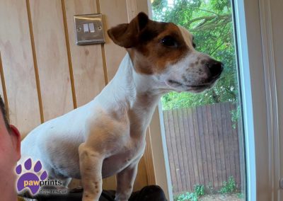 Nelson the Jack Russell Terrier "JRT" available for adoption at Pawprints Dog Rescue in the Midlands