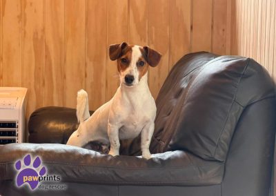 Nelson the Jack Russell Terrier "JRT" available for adoption at Pawprints Dog Rescue in the Midlands