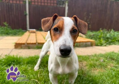 Nelson the Jack Russell Terrier "JRT" available for adoption at Pawprints Dog Rescue in the Midlands