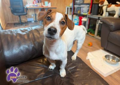 Nelson the Jack Russell Terrier "JRT" available for adoption at Pawprints Dog Rescue in the Midlands