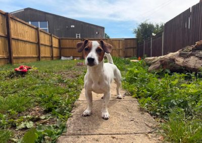 Nelson the Jack Russell Terrier "JRT" available for adoption at Pawprints Dog Rescue in the Midlands