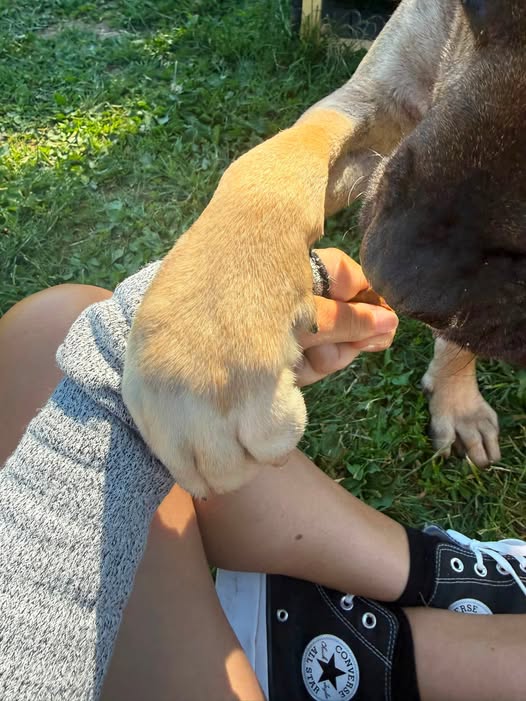 Learn more about Pawprints Dog Rescue's adoption policy and approach.