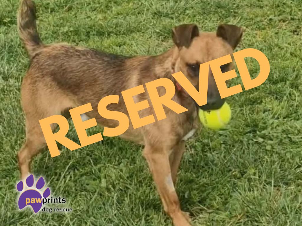 Saka Patterdale cross reserved
