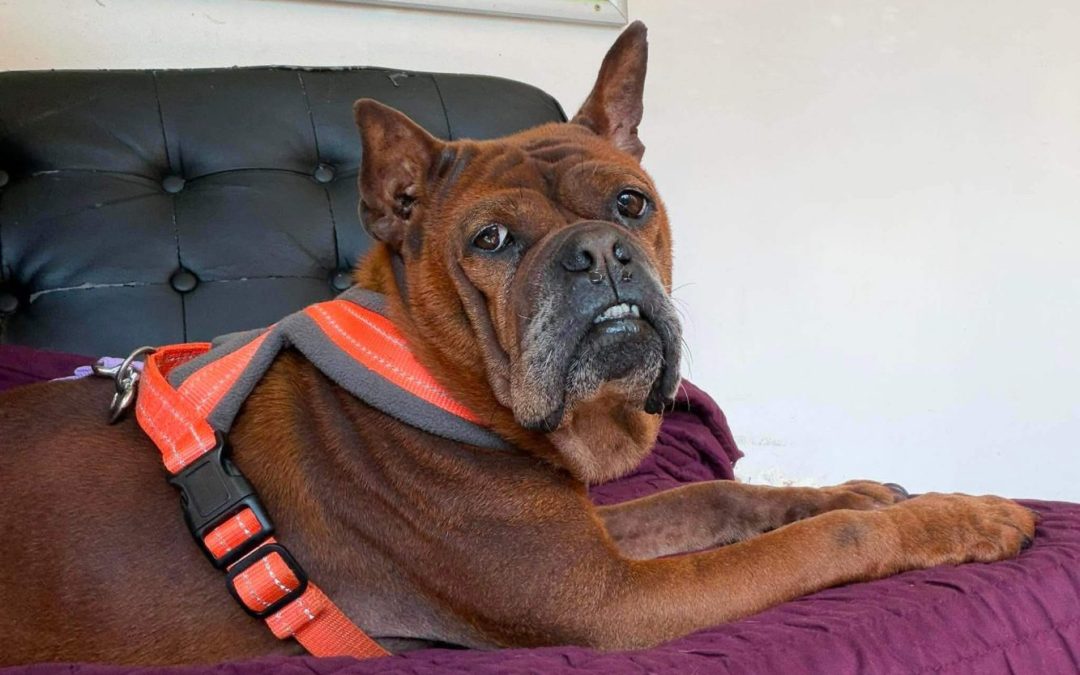 URGENT EMERGENCY APPEAL: COULD YOU DONATE TO BARBARA’S SURGERY?