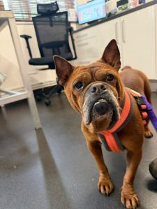 Barbara Chinese Bulldog needing urgent surgery
