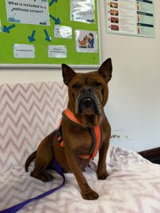 Barbara Chinese Bulldog needing urgent surgery
