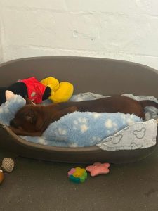 Barbara Chinese Bulldog needing urgent surgery