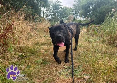 Haaland black brown cane corso available for adoption at Pawprints in the Midlands