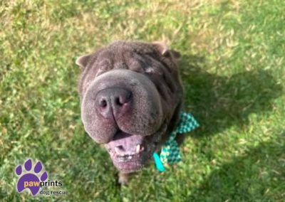 Ned blind Sharpei available for adoption at Pawprints in the Midlands