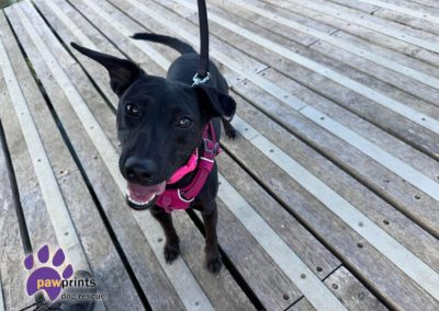 Avie small patterdale cross available for adoption at Pawprints in the Midlands