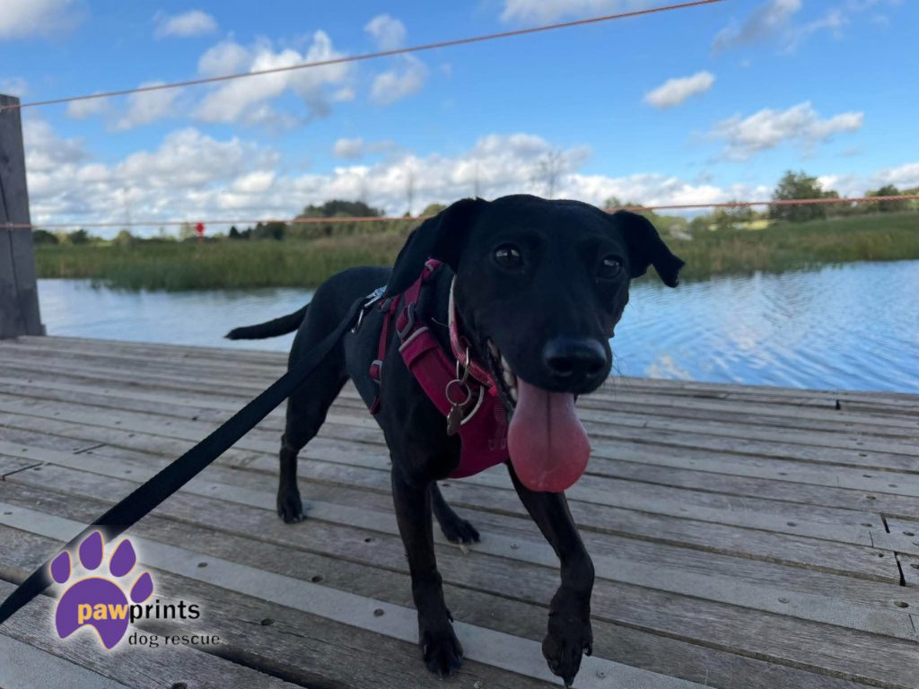 Avie small patterdale cross available for adoption at Pawprints in the Midlands
