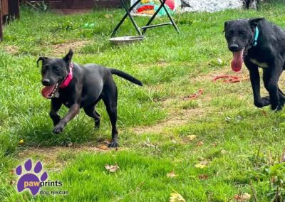 Avie small patterdale cross available for adoption at Pawprints in the Midlands