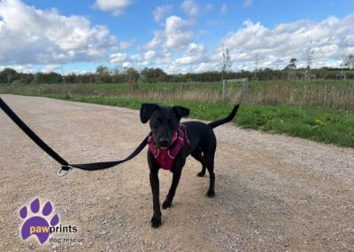 Avie small patterdale cross available for adoption at Pawprints in the Midlands
