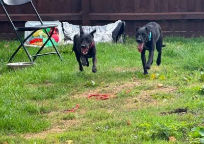Avie small patterdale cross available for adoption at Pawprints in the Midlands