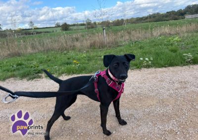 Avie small patterdale cross available for adoption at Pawprints in the Midlands