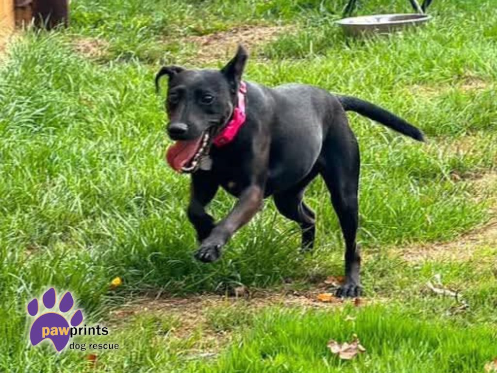 Avie small patterdale cross available for adoption at Pawprints in the Midlands