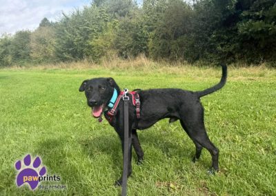 Carl patterdale whippet cross available for adoption at Pawprints in the Midlands