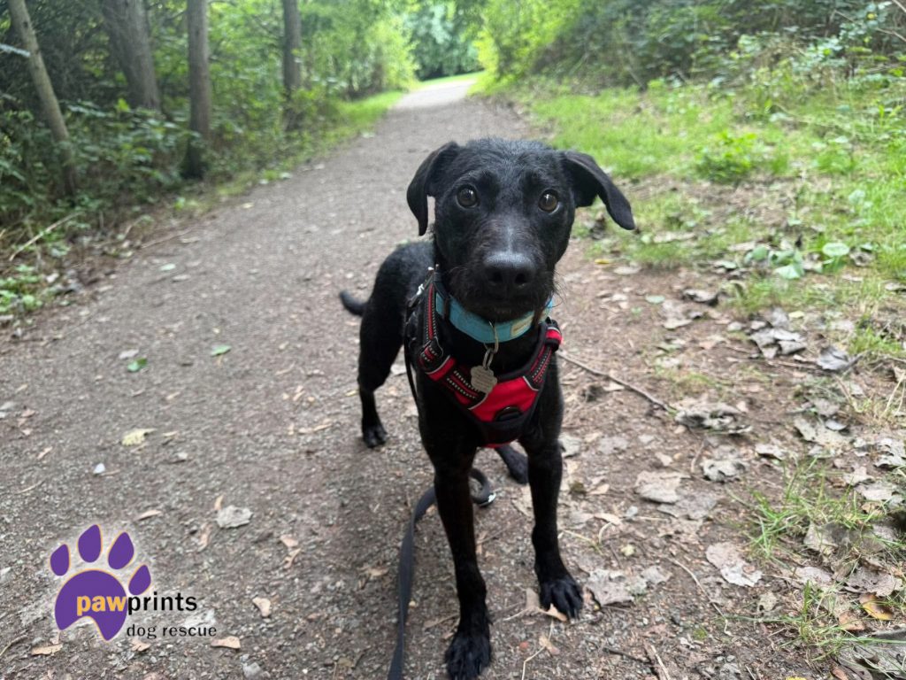 Carl patterdale whippet cross available for adoption at Pawprints in the Midlands