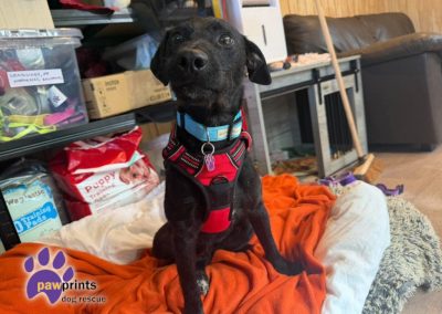 Carl patterdale whippet cross available for adoption at Pawprints in the Midlands