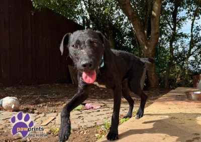 Carl patterdale whippet cross available for adoption at Pawprints in the Midlands