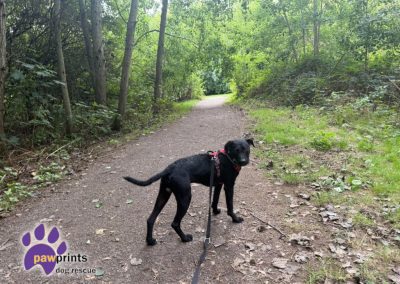 Carl patterdale whippet cross available for adoption at Pawprints in the Midlands