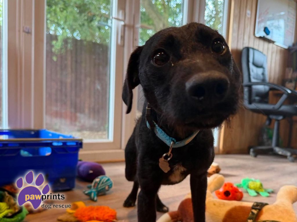 Carl patterdale whippet cross available for adoption at Pawprints in the Midlands 