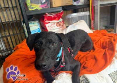Carl patterdale whippet cross available for adoption at Pawprints in the Midlands