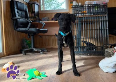 Carl patterdale whippet cross available for adoption at Pawprints in the Midlands