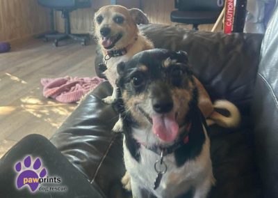 Cinnamon & Summer bonded jrt crosses available for adoption at Pawprints in the Midlands